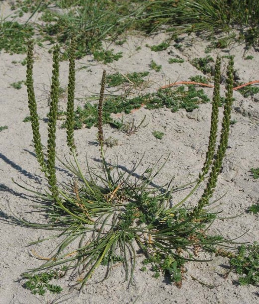 Image of Triglochin maritima specimen.