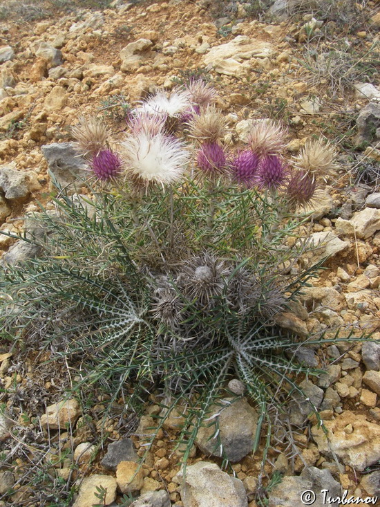 Image of Lamyra echinocephala specimen.