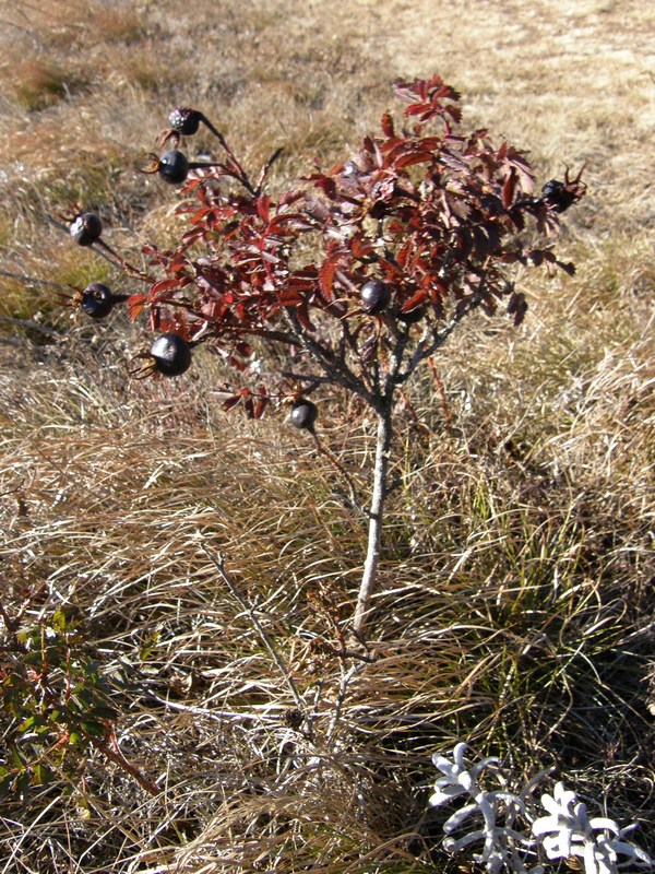 Изображение особи Rosa spinosissima.