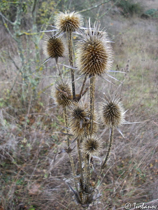 Изображение особи Dipsacus laciniatus.