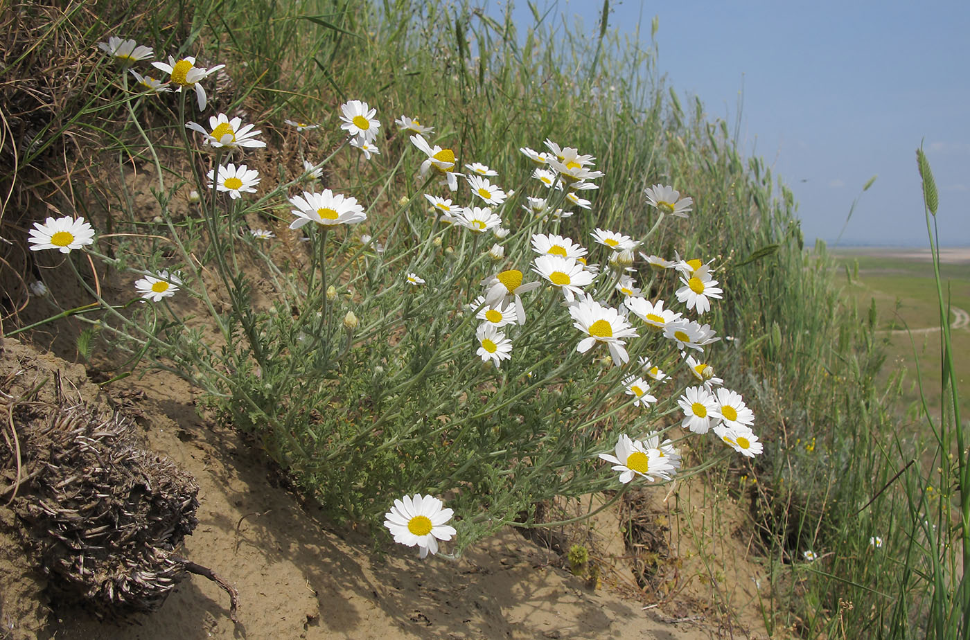 Image of Anthemis ruthenica specimen.