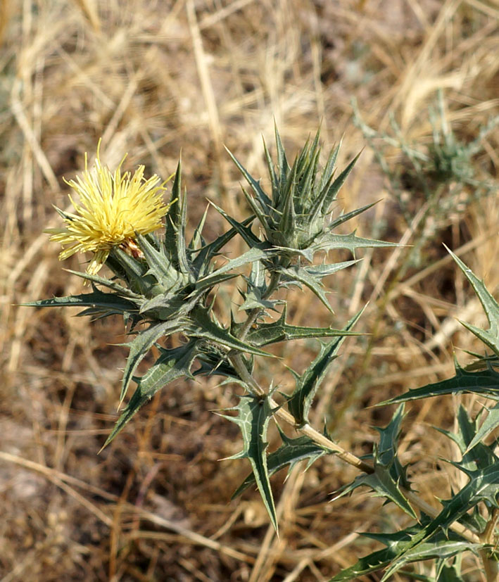 Изображение особи Carthamus &times; turkestanicus.