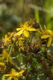 Смотреть изображение Hypericum perforatum