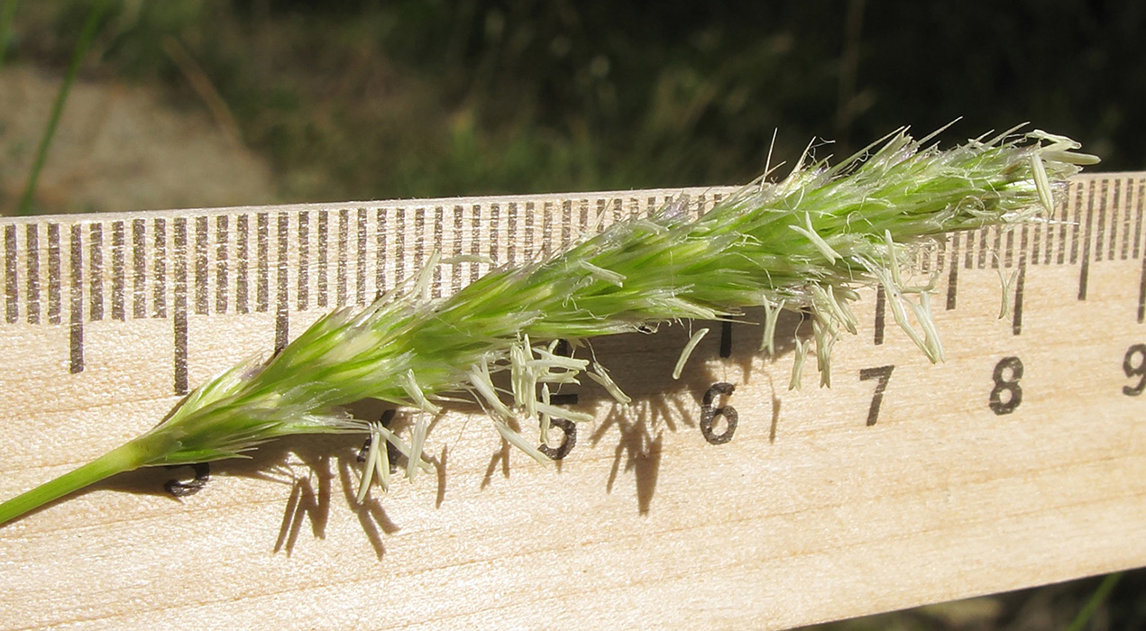 Image of Sesleria alba specimen.