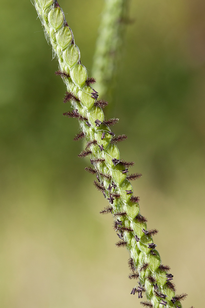 Изображение особи Paspalum dilatatum.