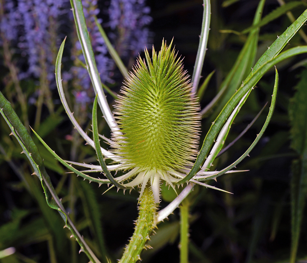 Изображение особи Dipsacus fullonum.