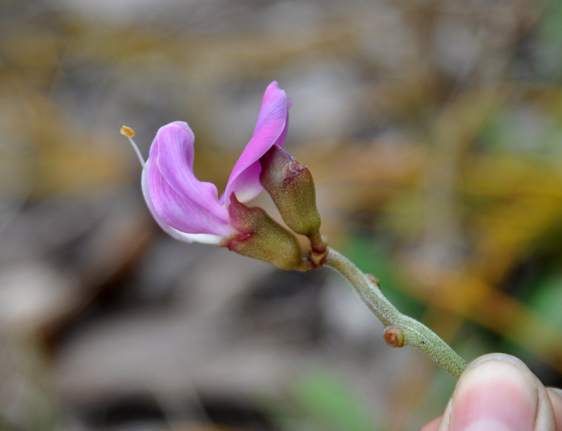 Image of Canavalia maritima specimen.