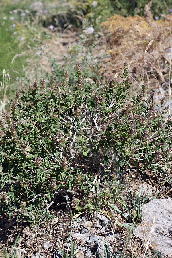 Image of Scutellaria adsurgens specimen.