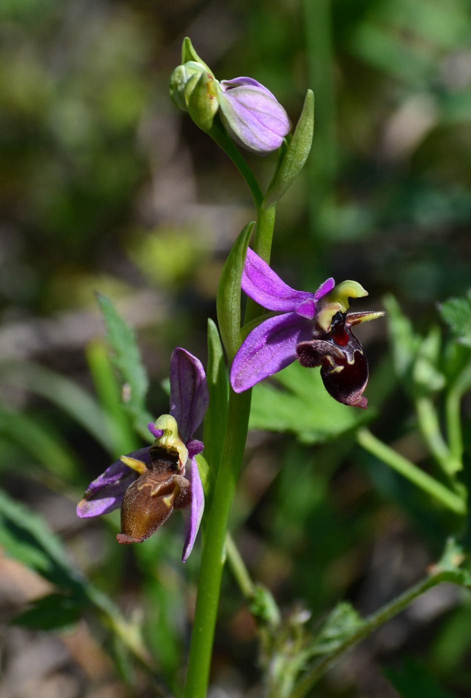 Изображение особи Ophrys oestrifera.