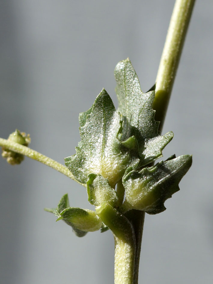 Image of Atriplex tatarica specimen.