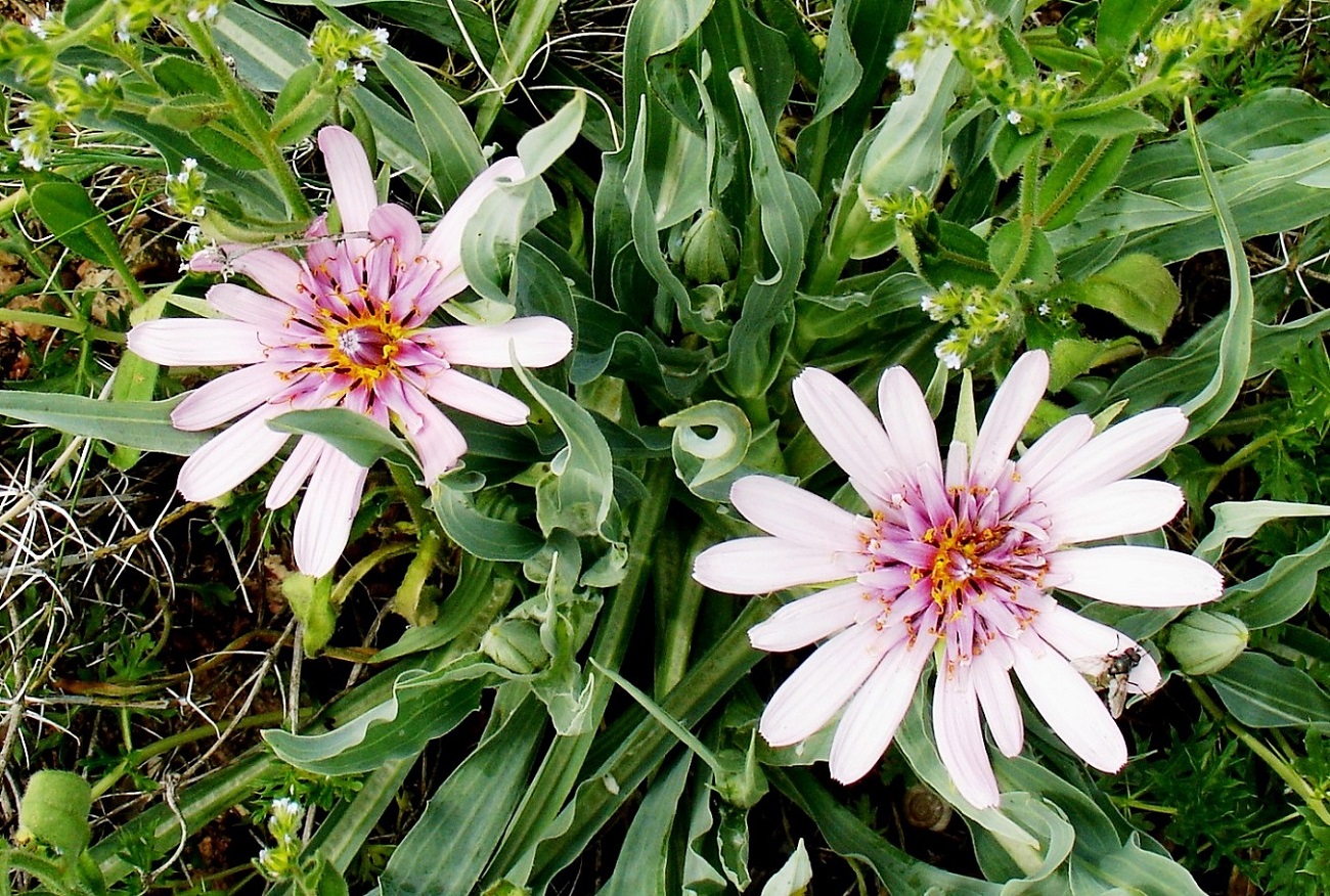 Image of Tragopogon ruber specimen.