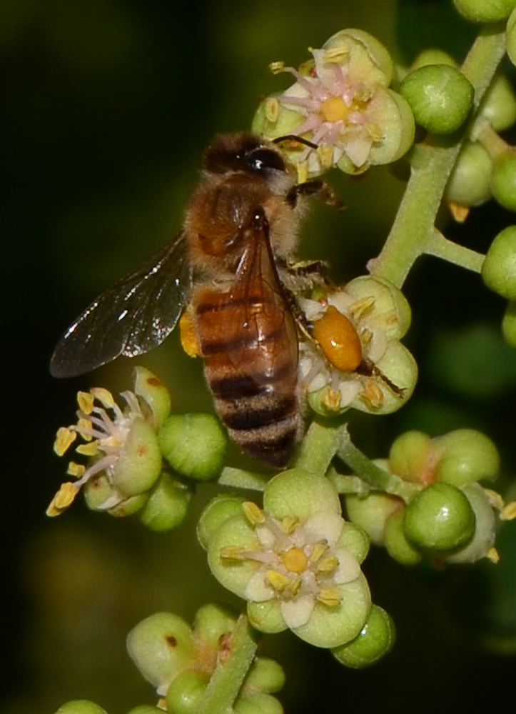 Image of Cupaniopsis anacardioides specimen.