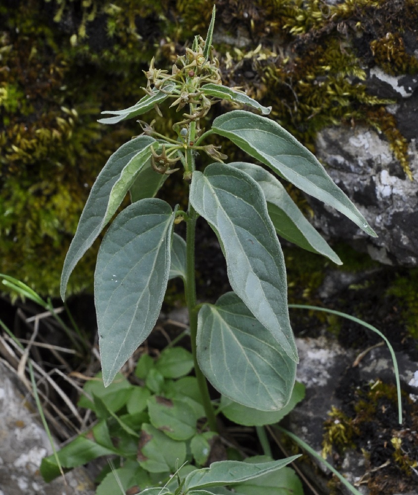 Image of Vincetoxicum fuscatum specimen.