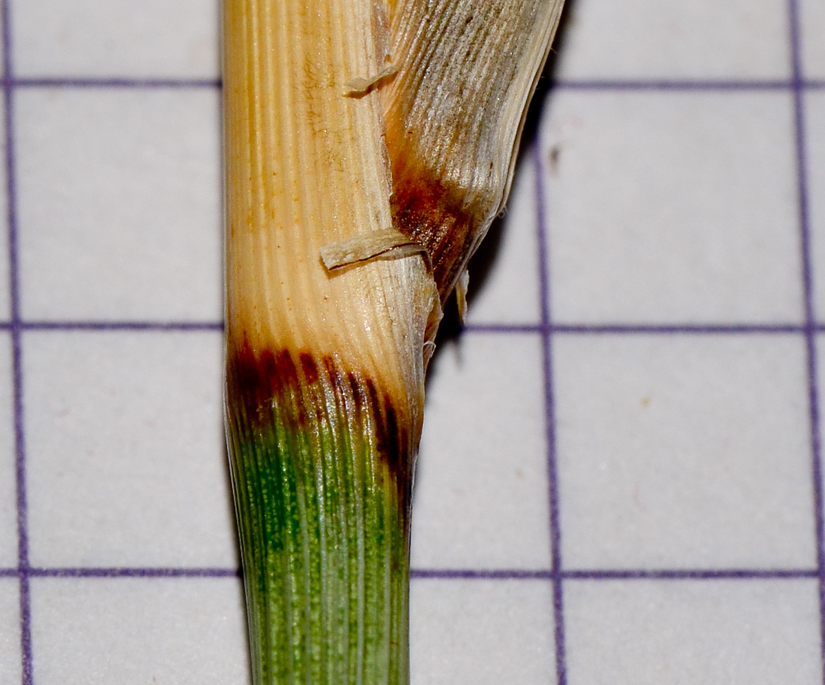 Image of Juncus arabicus specimen.