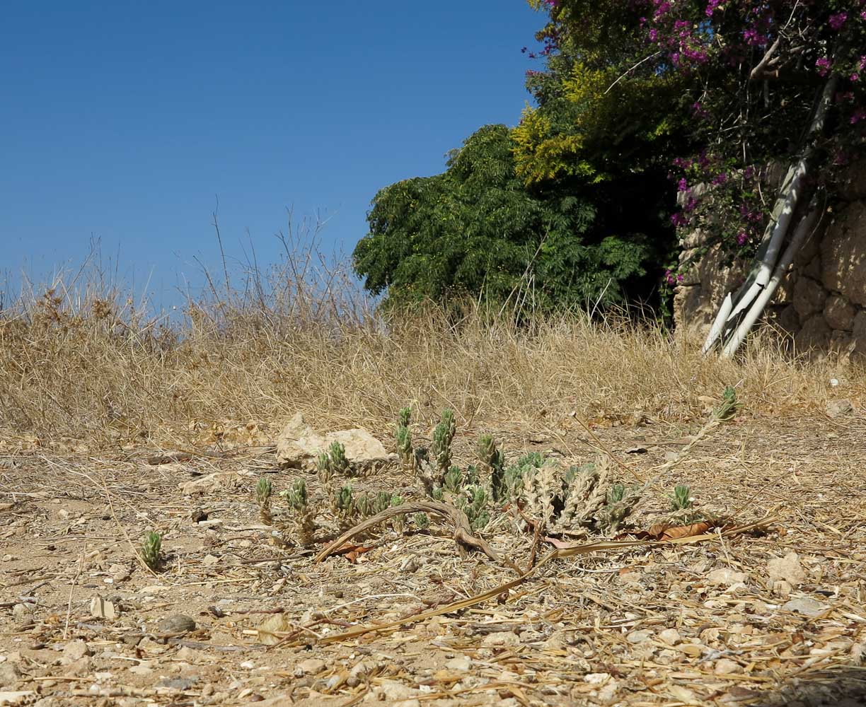 Image of Ajuga iva specimen.