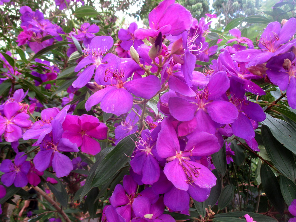 Изображение особи Tibouchina lepidota.