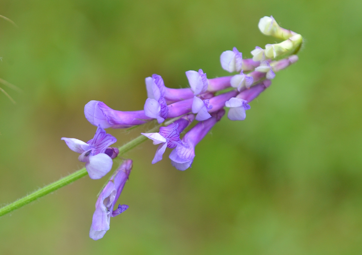 Image of Vicia villosa specimen.