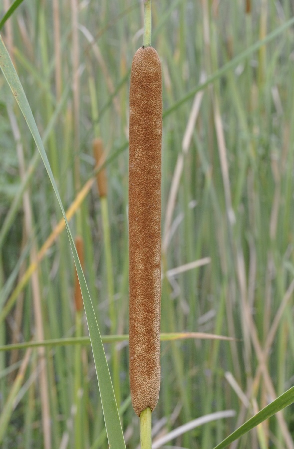 Изображение особи Typha domingensis.