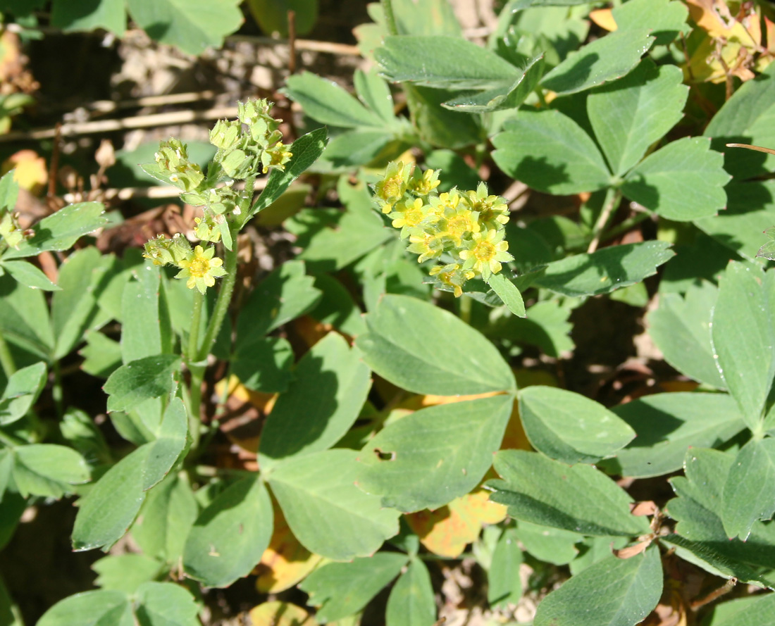 Image of Sibbaldia procumbens specimen.