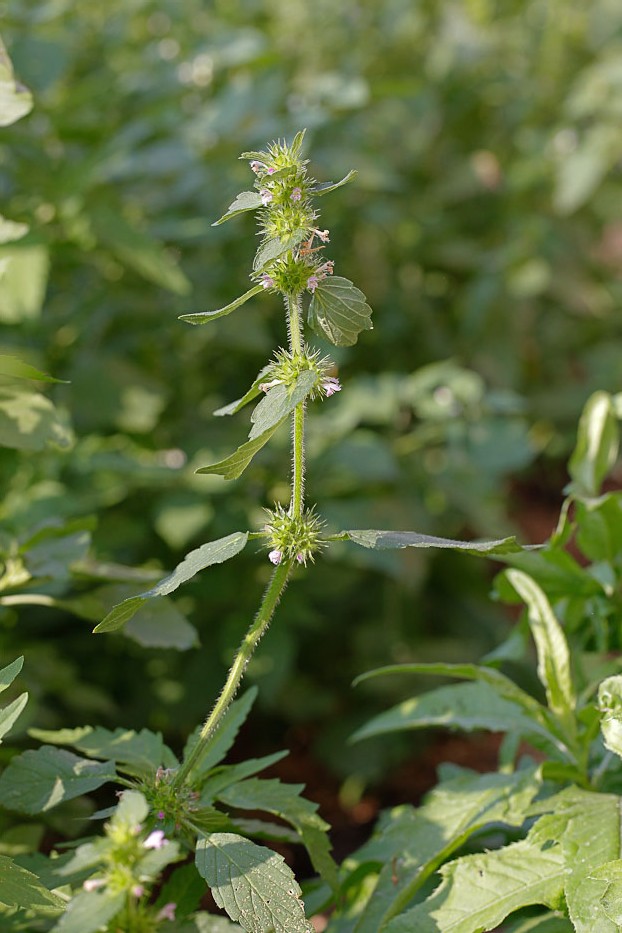 Изображение особи Galeopsis bifida.