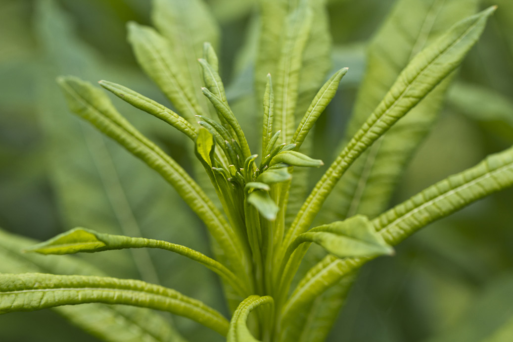 Image of Chamaenerion angustifolium specimen.