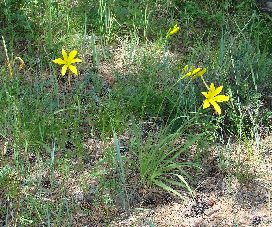 Image of Hemerocallis minor specimen.