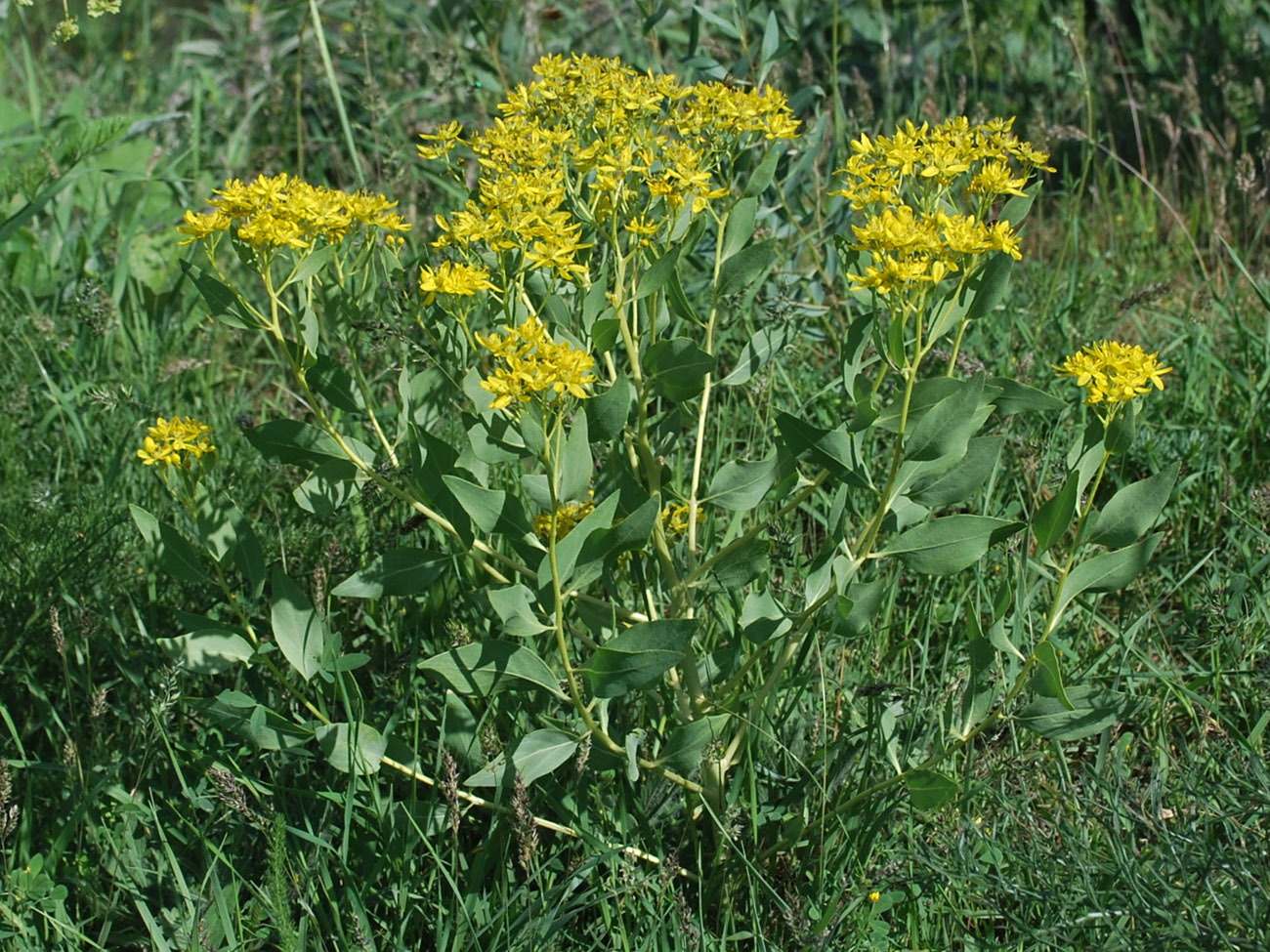 Image of Haplophyllum latifolium specimen.