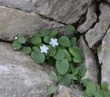 Omphalodes подвид scopulorum