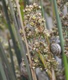 Juncus maritimus