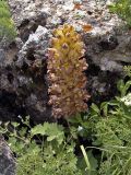 Orobanche gigantea