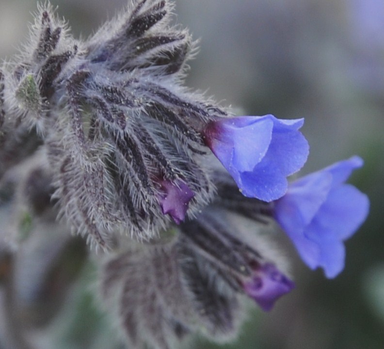 Image of Alkanna tinctoria specimen.