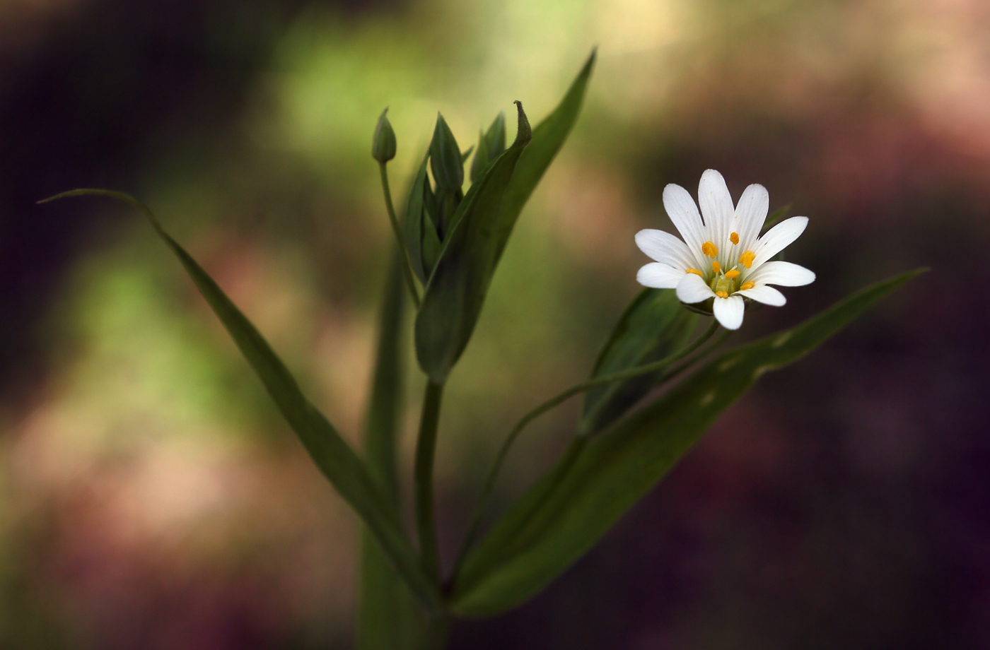 Изображение особи Stellaria holostea.