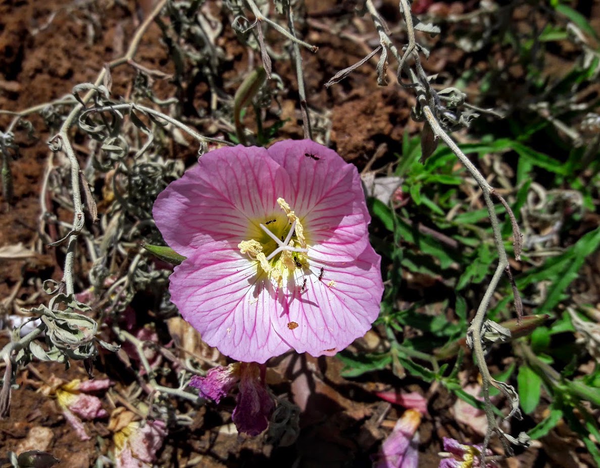 Image of Oenothera rosea specimen.