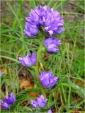 Campanula glomerata. Верхушка побега с соцветиями. Украина, Ивано-Франковская обл., Болеховский горсовет, Поляницкий сельсовет, Поляницкий региональный ландшафтный парк, опушка смешанного леса. 17.06.2017.