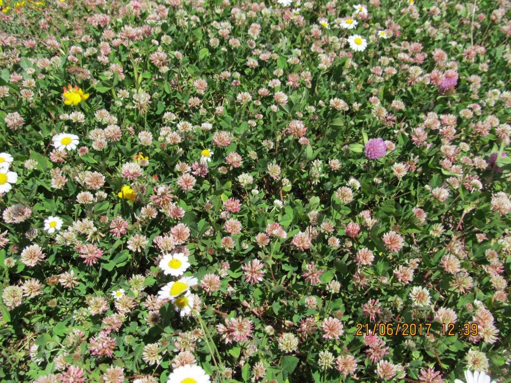 Image of Trifolium hybridum specimen.