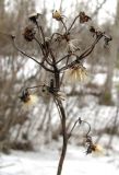 Erigeron acris. Верхушка высохшего прошлогоднего растения с вызревшими соплодиями. Архангельск, близ ж. д. 12 апреля 2010 г.