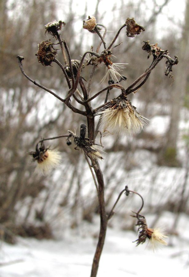 Image of Erigeron acris specimen.