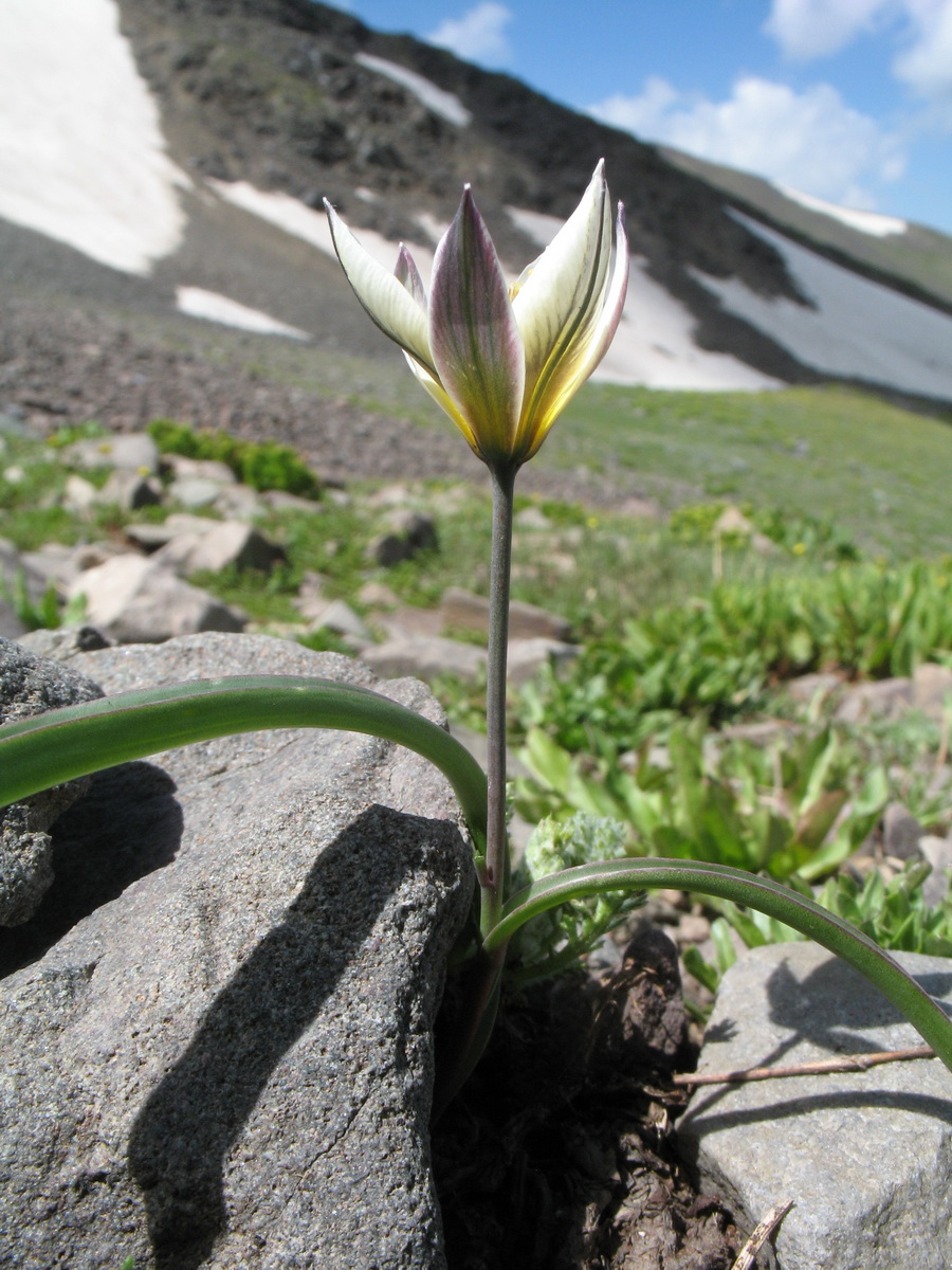 Image of Tulipa dasystemonoides specimen.