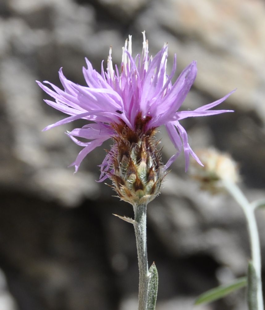 Image of Centaurea affinis specimen.