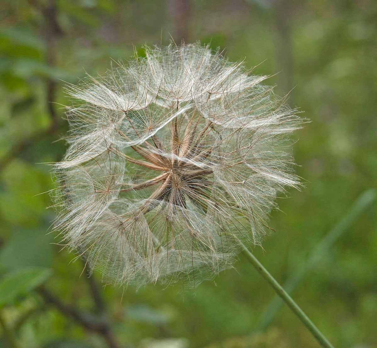 Изображение особи Tragopogon pratensis.