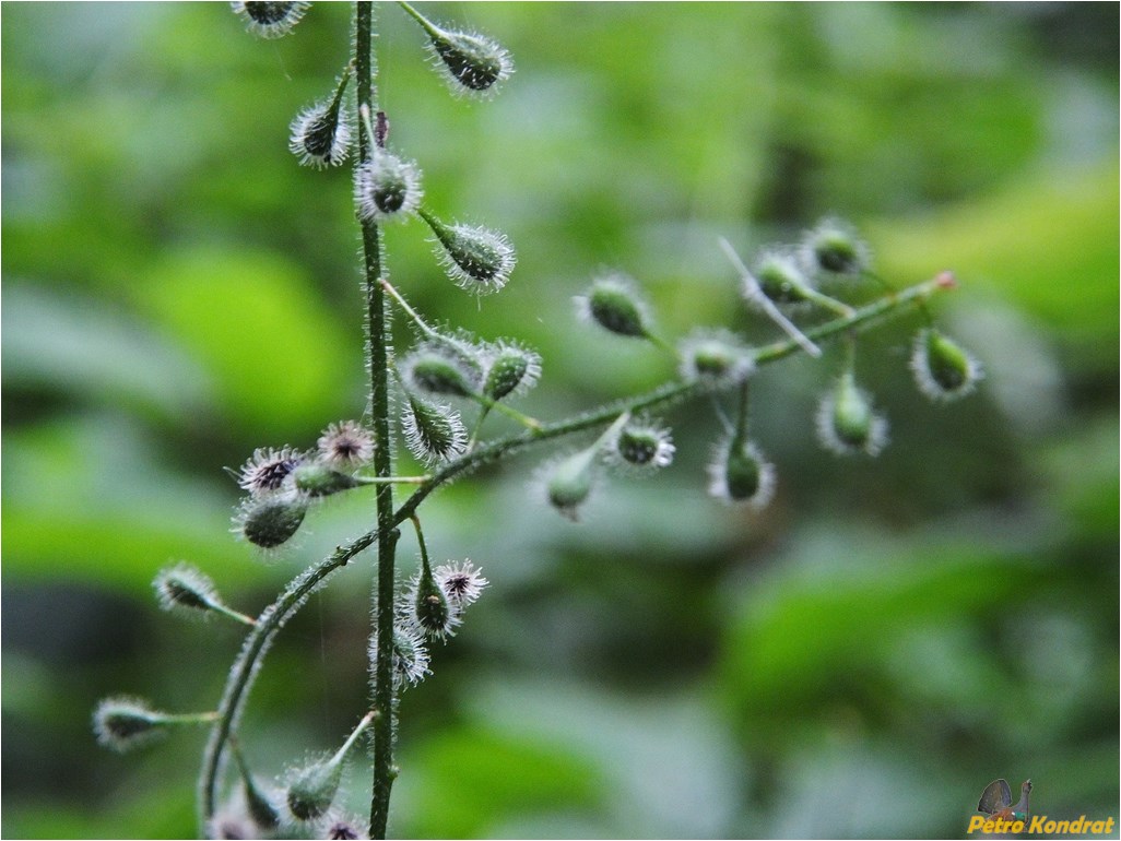 Image of Circaea lutetiana specimen.