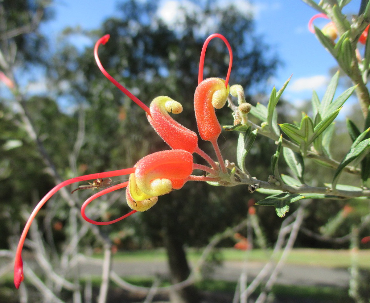 Image of Grevillea tripartita specimen.