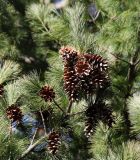 Pinus strobus. Ветвь со зрелыми шишками. Коми, г. Сыктывкар, в культуре. 25.05.2017.