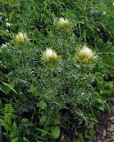 Cirsium obvallatum. Расцветающее растение. Адыгея, Фишт-Оштеновский массив, гора Оштен, ≈ 2200 м н.у.м., субальпийский луг. 06.07.2017.
