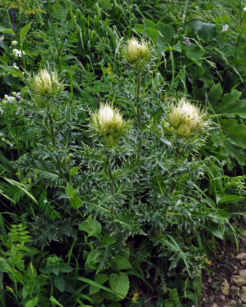 Изображение особи Cirsium obvallatum.