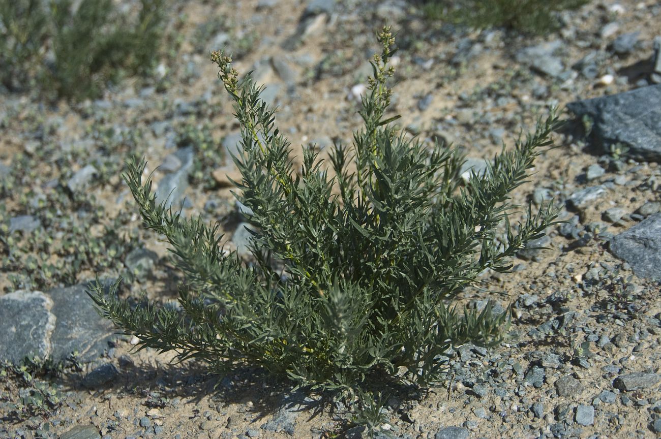 Image of Bassia prostrata specimen.