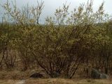 Salix phylicifolia