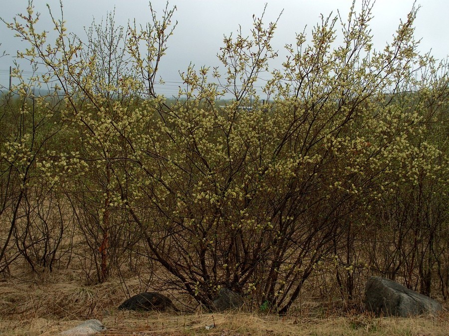 Image of Salix phylicifolia specimen.