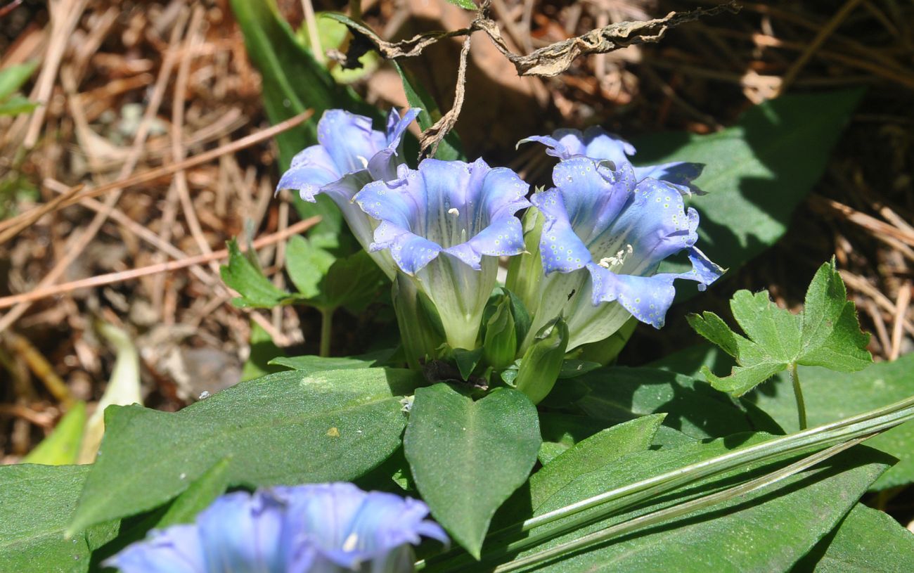 Image of genus Gentiana specimen.