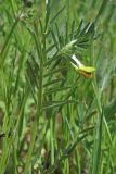 Vicia anatolica